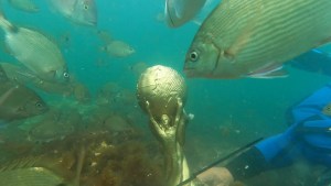 Las Grutas: bucearon con una réplica de la Copa del Mundo y hasta los peces besaron el trofeo