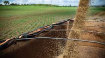 Imagen de Dólar agro: cuánto dinero podría ingresar al país con las medidas de Sergio Massa