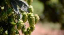 Imagen de Buscan generar un polo de producción de lúpulo en Roca para abastecer a productores de cerveza de la región