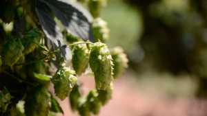 Buscan generar un polo de producción de lúpulo en Roca para abastecer a productores de cerveza de la región