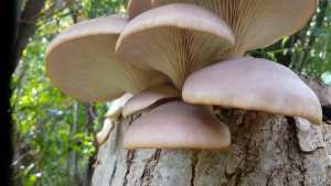 Para el estrés y mucho más: crecen las terapias que utilizan hongos medicinales