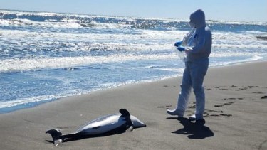 Preocupa la gran cantidad de animales marinos que han varado muertos. Foto: Diario Concepción. 