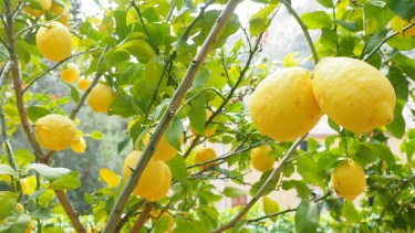 Qué debo tener en cuenta para que mi limonero crezca fuerte.