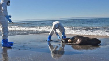 Se descartaron casos de lobos marinos infectados de gripe aviar al sur de Las Grutas