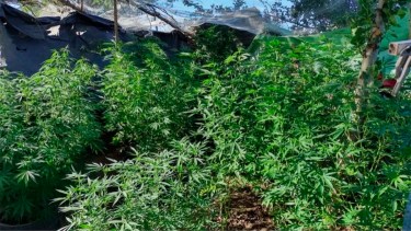 Lo salvó la autorización que tenía para elaborar aceite de cannabis medicinal