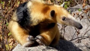 Rescataron a un oso melero y un gato montés que mantenían ocultos en viviendas particulares de Tucumán