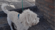 Imagen de ¡Insólito! fueron a votar y se olvidaron al perro atado en una escuela de Neuquén