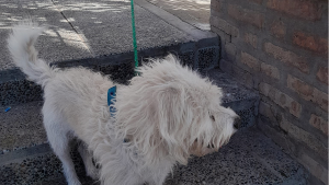 ¡Insólito! fueron a votar y se olvidaron al perro atado en una escuela de Neuquén