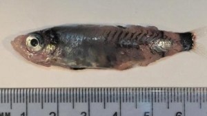Descubren una diminuta especie de pez en el Atlántico Norte, frente a Irlanda