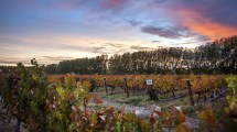 Imagen de Bodegas Humberto Canale te propone disfrutar una experiencia única
