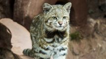 Imagen de «El fantasma de los Andes»: Un gato andino apareció en un región inédita de Mendoza y así lo captaron
