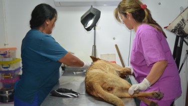 Las personas que lleven a su mascota al quirófano deberán hacerlo con los elementos correspondientes. 