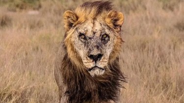 Loonkito tenía 19 años y era posiblemente el león macho más viejo de África, según la asociación keniana Lion Guardians. 