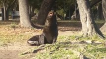Imagen de Un lobo marino herido apareció en la costanera del río Negro y piden no acercarse