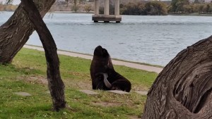 El lobo herido sigue deambulando por la costanera de Viedma y Patagones