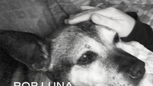 Atropelló una perrita en Cipolletti y pagará los costos de un mural para concientizar sobre el maltrato animal