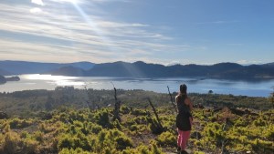 De caminar en un bosque quemado a las araucarias que renacen en la Patagonia