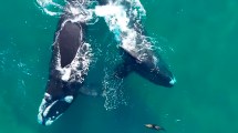 Imagen de Las ballenas y el lobito de mar en Puerto Madryn: no puede haber algo más lindo