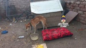 ¡Qué triste! Este perro está tan mal, que no importó el feriado del 25 de mayo y lo rescataron