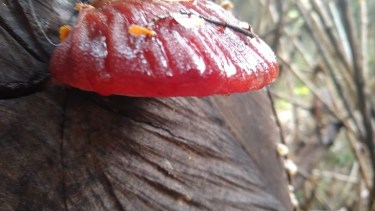 Lengua de vaca (Fistulina antartica Speg).  Carne rojiza, aroma suave, sabor dulce. 