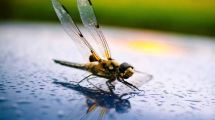 Imagen de «Extinción silenciosa»: decae la población de insectos y se pone en peligro el 75% de los cultivos