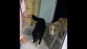 El momento en el que «Jack» el perro más buscado del norte de Neuquén regresó a casa