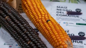 El maíz negro fue uno de los alimentos usados en platos del Festival Nacional del Chef Patagónico