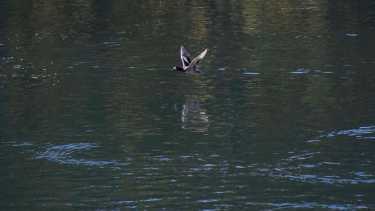 Una variedad de avifauna costera se observa a simple vista en el recorrido del paseo costero en carpeta sobre el río Neuquén (foto Matías Subat)