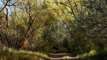 El paseo de la costa del río Neuquén a la altura del club Independiente cuenta con un bosquecillo silvestre en su trazado (foto Matías Subat)