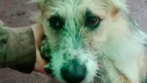 «Pelusa»: dónde vivirá el perro que acompañó al criancero de Aluminé hasta su muerte