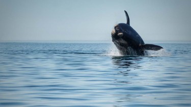 Una ballena franca mostrándose en plenitud. Un estudio halló microplásticos en la especie, y eso podría afectar su salud