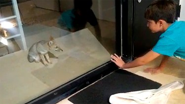 «Papá, hay un zorro en el balcón»: el visitante más curioso los sorprendió en El Chocón