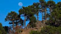 Imagen de Pehuenia Moquehue bien vale una escapada en este otoño: paseos y fotos para entusiarmarnos