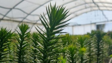 Plantaron 5000 araucarias para restaurar un bosque incendiado en Neuquén