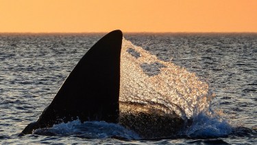 Al lugar en el que la retrató, le llaman Las Canteras, está a unos 15 kilómetros al noreste de Puerto Madryn y es una playa de acceso público. Foto y video: Juan Carlos Lobos. @juancarloslobos2008 
