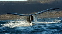 Imagen de Puerto Madryn: cuánto sale ir a ver las ballenas en vacaciones de invierno