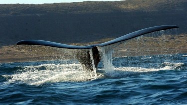 Las ballenas Franca Austral, llegaron en mayo a la Península de Valdés.