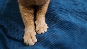 ¿Hacen RCP o preparan galletas?: La explicación de por qué los gatos amasan