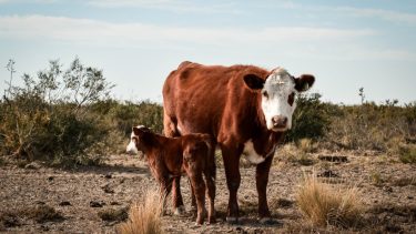 Sequía. Podría tener un impacto significativo en la producción de forraje,