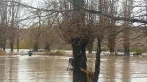 Video: tuvieron que subirse a un árbol para salvarse del temporal, en Sauzal Bonito