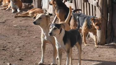 Unos 13 perros conformaban la jauría que atacó a la joven que está grave, en terapia intensiva. foto: ilustrativa.