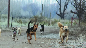Sigue en terapia la joven trabajadora atacada por una jauría de perros en una chacra de Allen