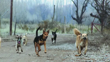 Sigue en terapia la joven trabajadora atacada por una jauría de perros en una chacra de Allen