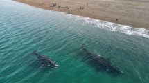 Imagen de Vacaciones de invierno en Puerto Madryn: la playa para ver a las ballenas y mil maravillas más