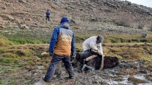 Rescatan el caballo empantanado de un puestero en Aluminé: «El operativo llevó cuatro horas»