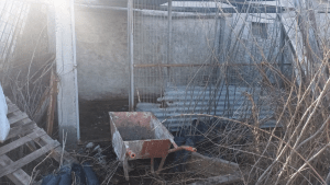 Le formularon cargos al hombre que tenía perros muertos en caniles en una chacra de Roca