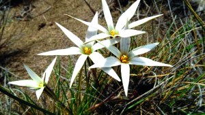 Especies autóctonas: la cebolleta o estrellita de campo