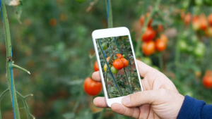 Cómo se usa la inteligencia artificial para armar una huerta agroecológica