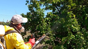Mosca de los frutos: así trabajan para terminar con el brote en Cinco Saltos