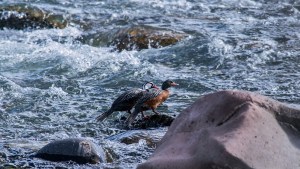 La represa del Nahueve afectaría no solo a las truchas, sino también al cóndor andino y a un pato en extinción